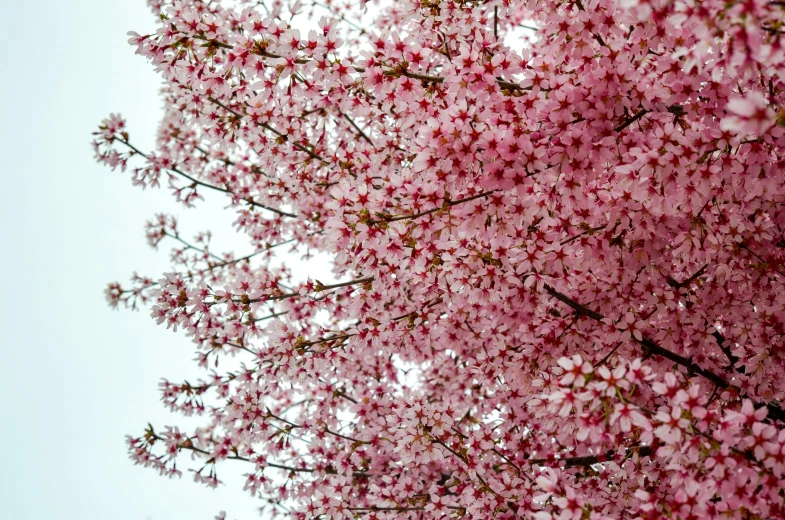 the blooming tree is full of bright pink flowers