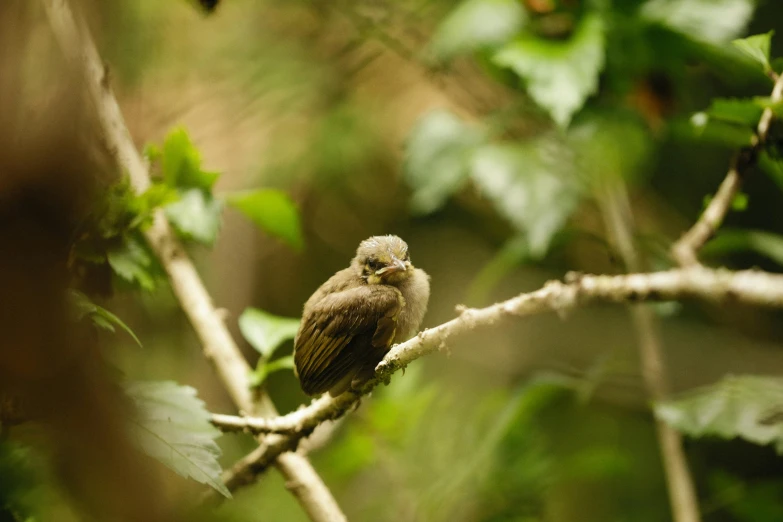 a bird sitting on a nch of a tree