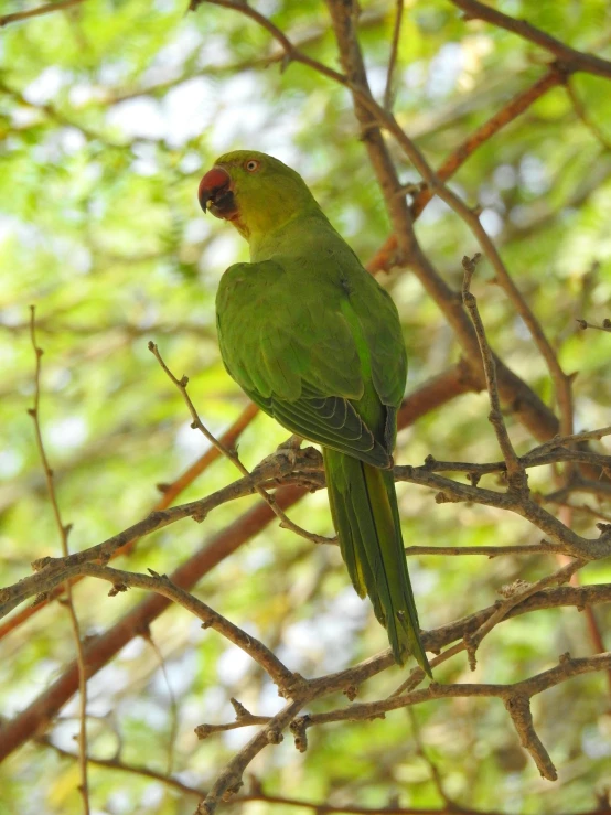 a green bird perched on top of a tree nch