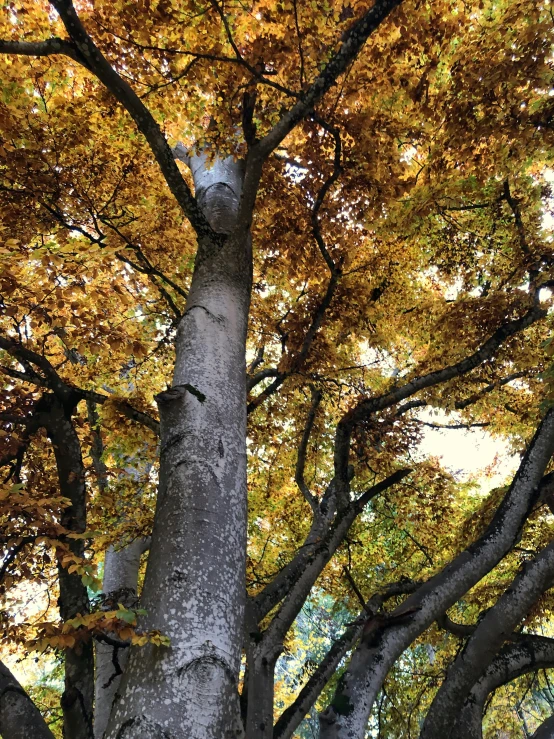 a large tree with very big leaves on it