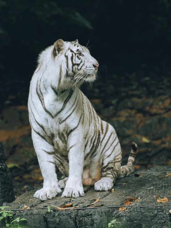 a white tiger sitting on top of a stone slab