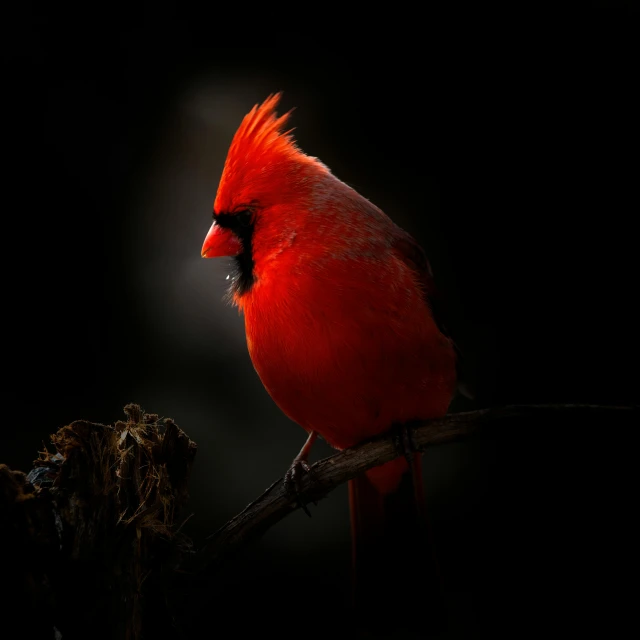 a bright red cardinal bird sits on a thin tree nch