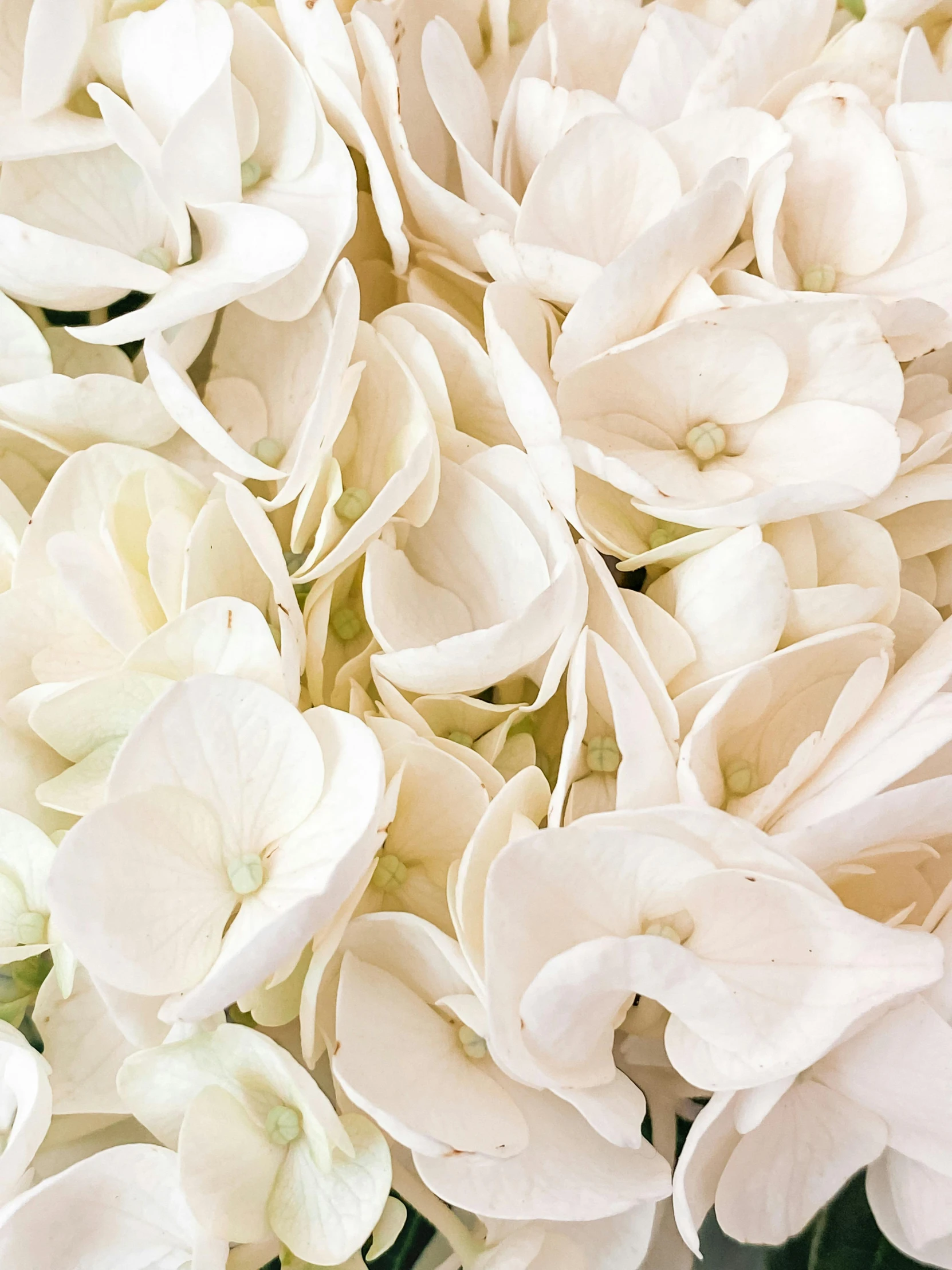 a close up image of white flowers with soft highlights