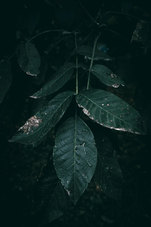 a tree in the middle of dark leaves