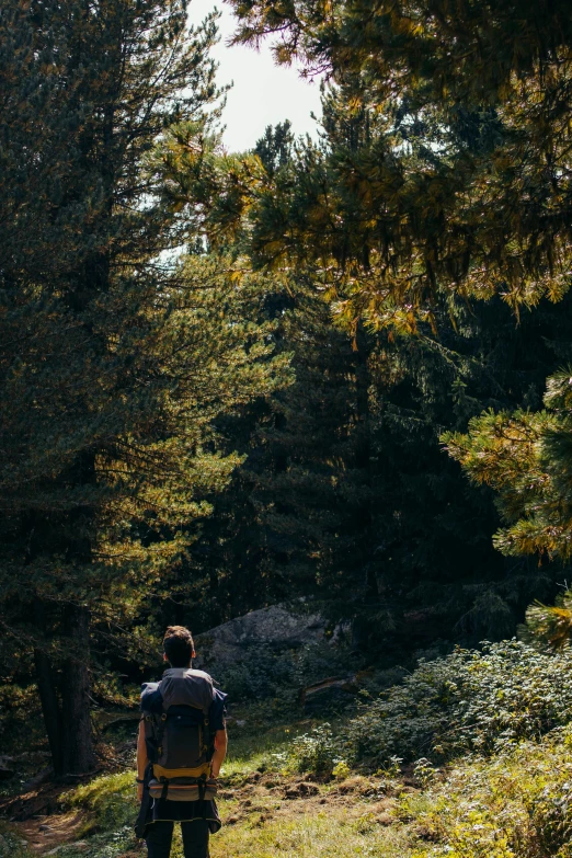 a person hiking in the woods alone