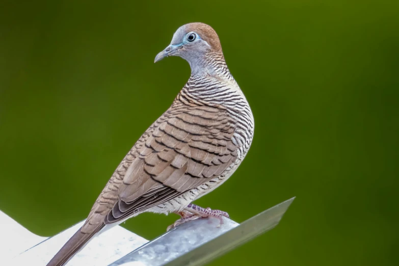 a bird perched on the edge of a piece of metal