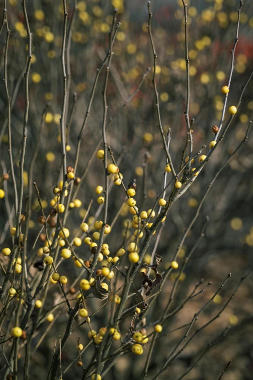 small yellow berries are growing on the nches of the tree