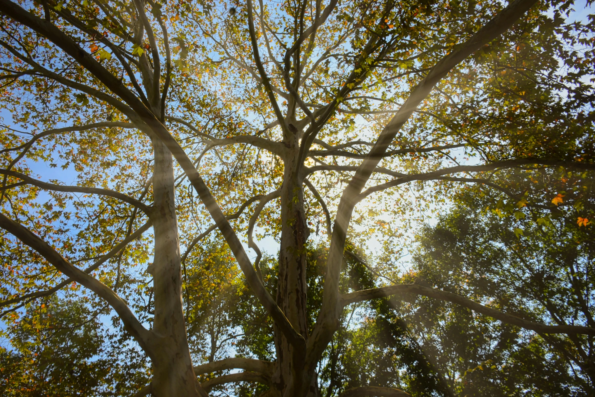 the sun shines through the tree leaves on this day