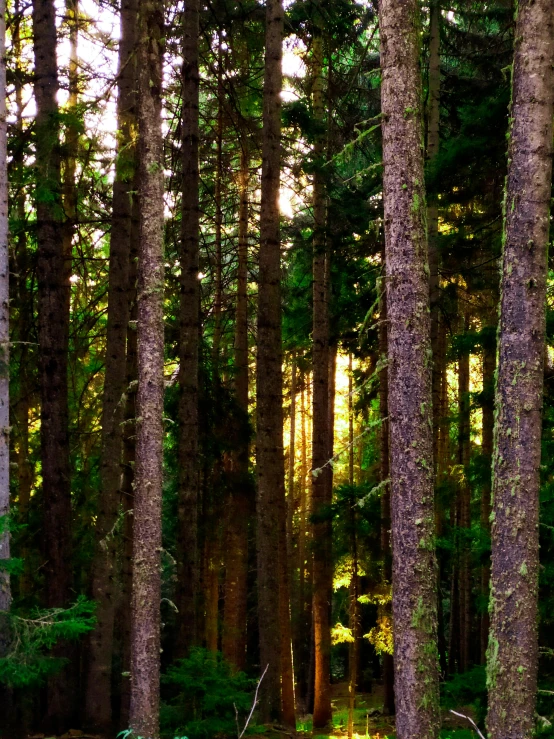 the sun shining through the trees near a forest