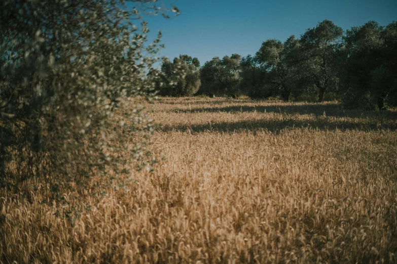 a very tall field with trees in the distance