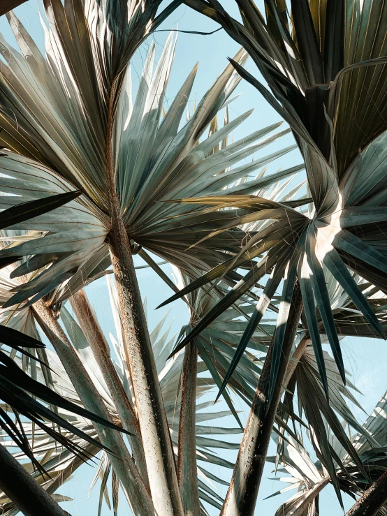 a close up view of a plant with the sky behind it