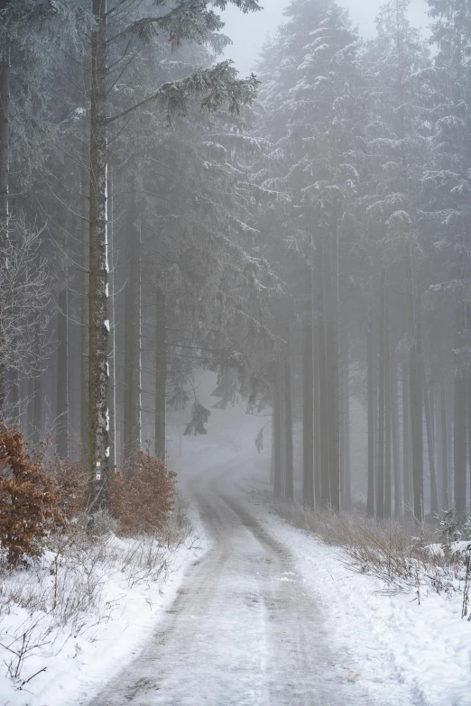 a snow covered road in the middle of some pine trees