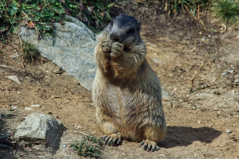 a close up of a groundhog in dirt