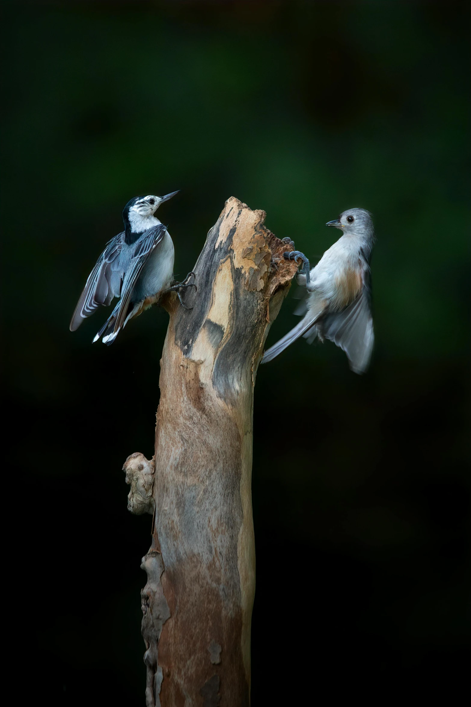 three blue - ed birds in a dead tree are staring