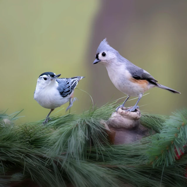 two birds perched on top of pine needles