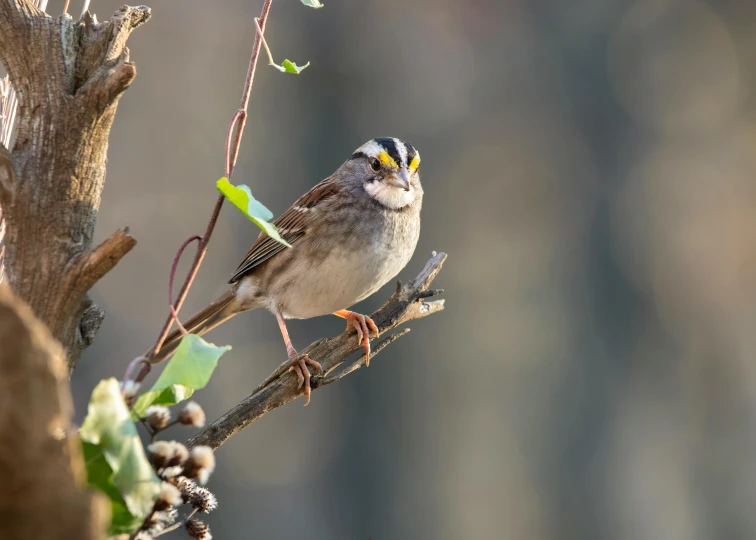 a small bird sitting on top of a nch