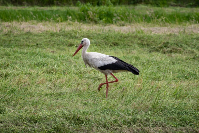 a large white bird with a long beak walking across the grass