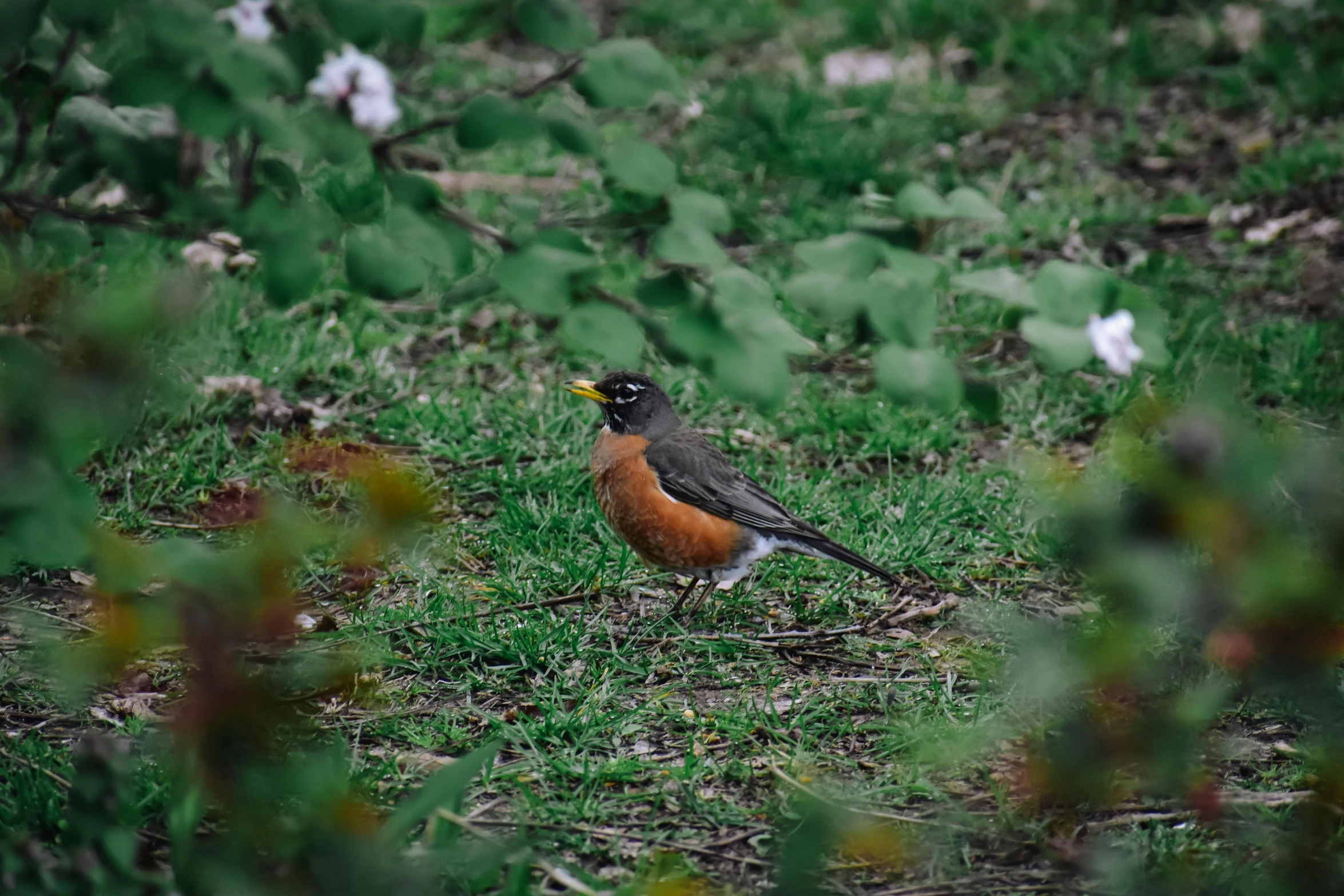 a small bird standing in the grass in a forest