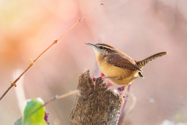 the small bird is sitting on the tree nch