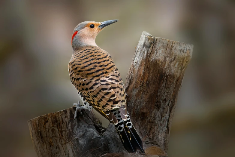 a bird with stripes sits on a tree stump