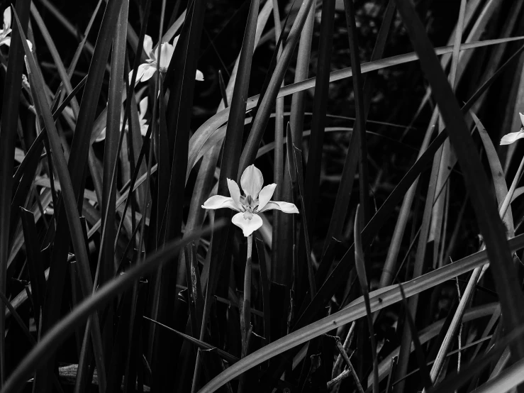 black and white image of a flower among tall grasses