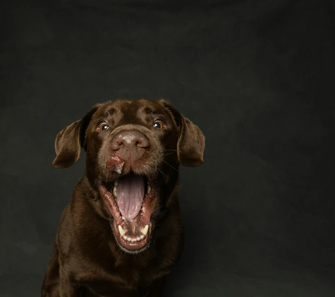 a brown dog with his mouth wide open on black background