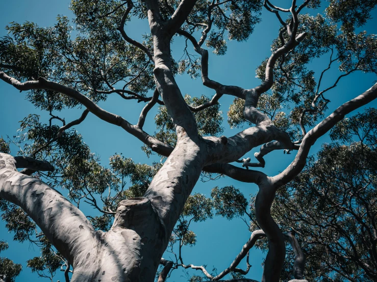 view up through the nches of a tree on a clear day