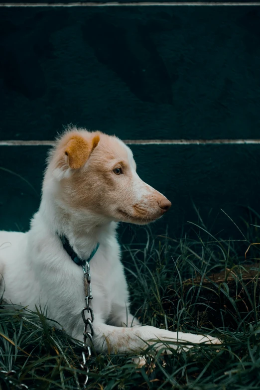 a furry dog with a collar and leash