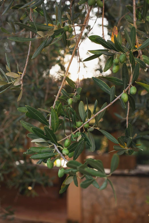a green olive tree with leaves and some little olives