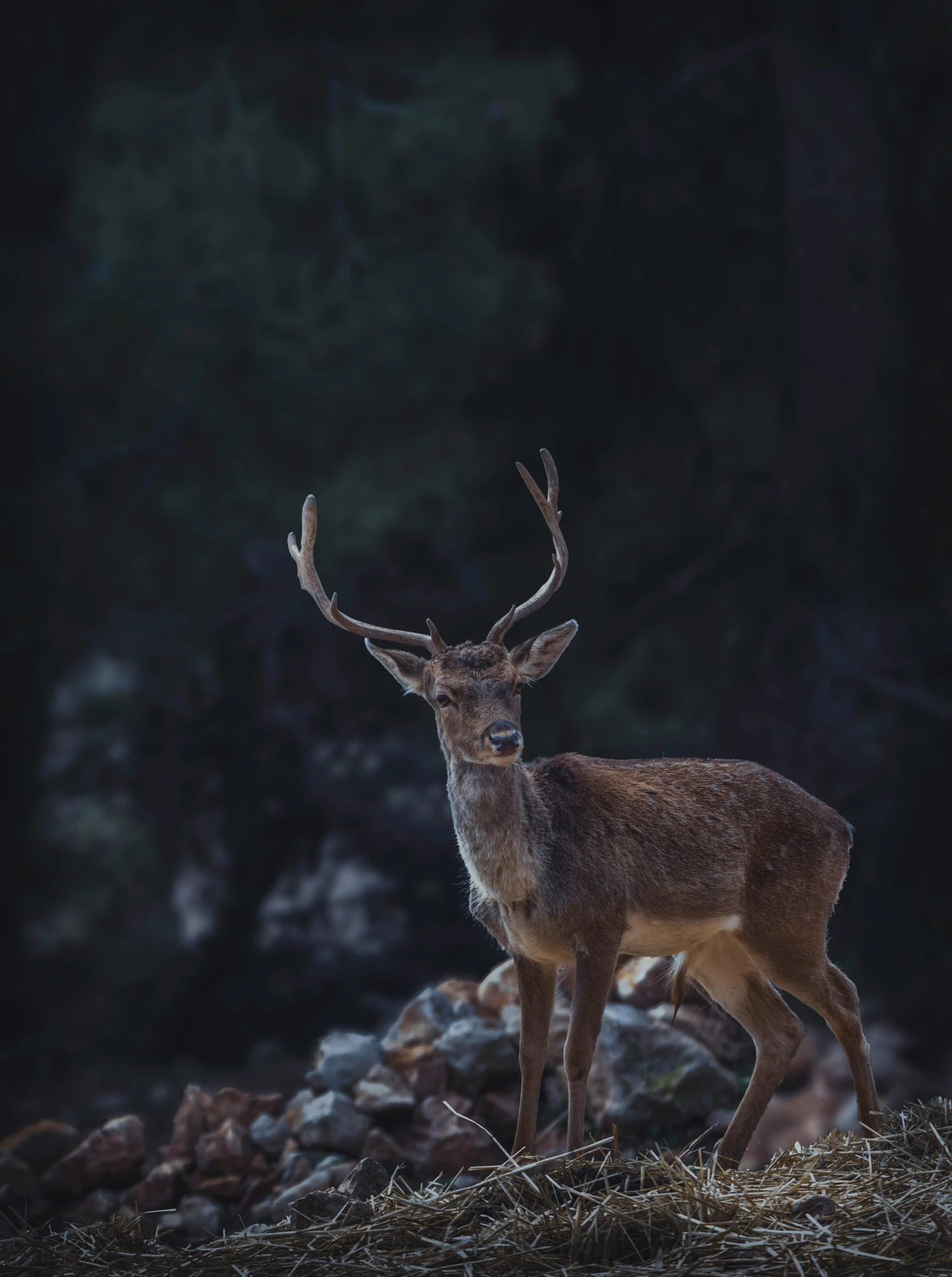 a small deer stands on some dry grass