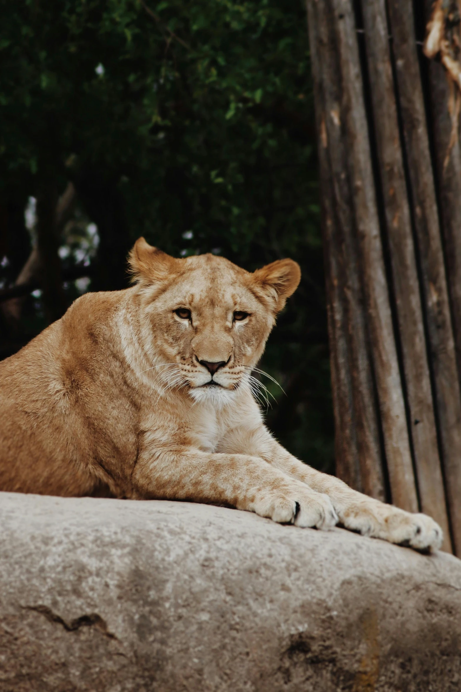 the lion is resting and relaxing on the rock