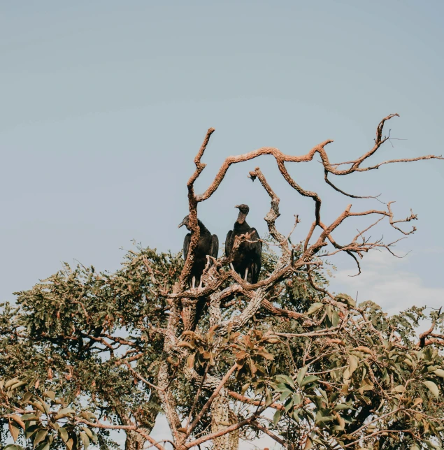 two people sit on a large tree and talk