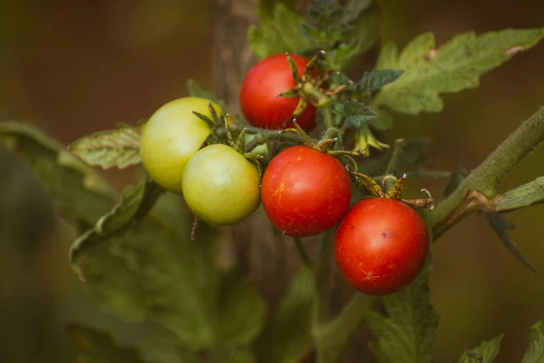 a small group of tomatoes growing on a tree