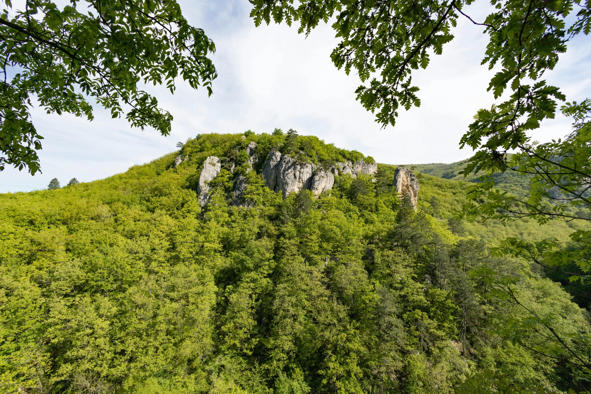 a lush green hillside covered in lots of trees