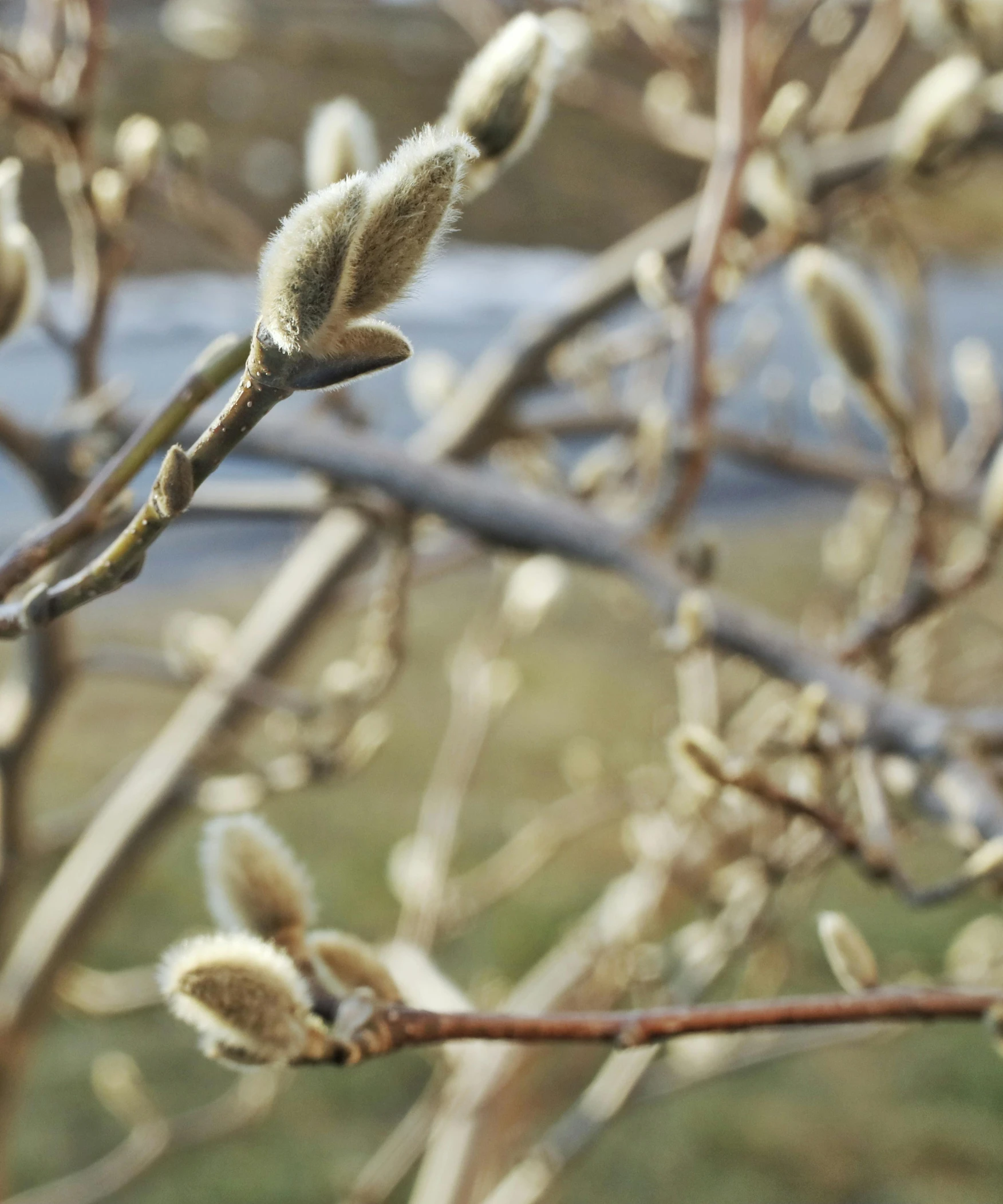 a bare nch with brown flowers on a tree