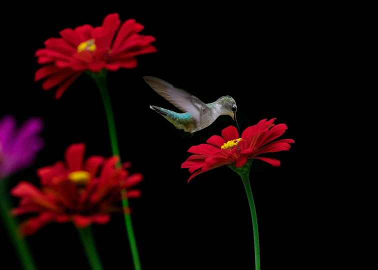 two red flowers with a hummingbird hovering above them