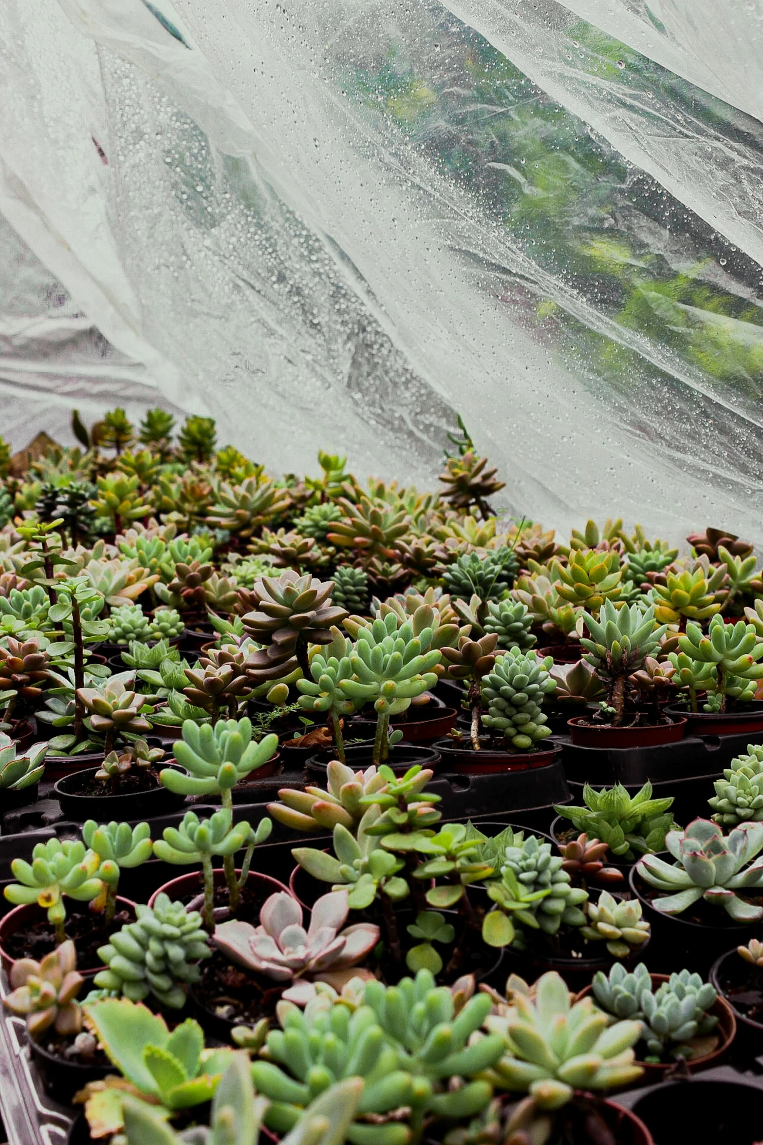 many green plants that are in the dirt