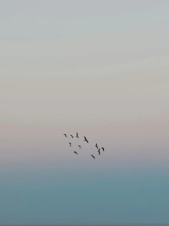 a flock of birds are flying high in the sky