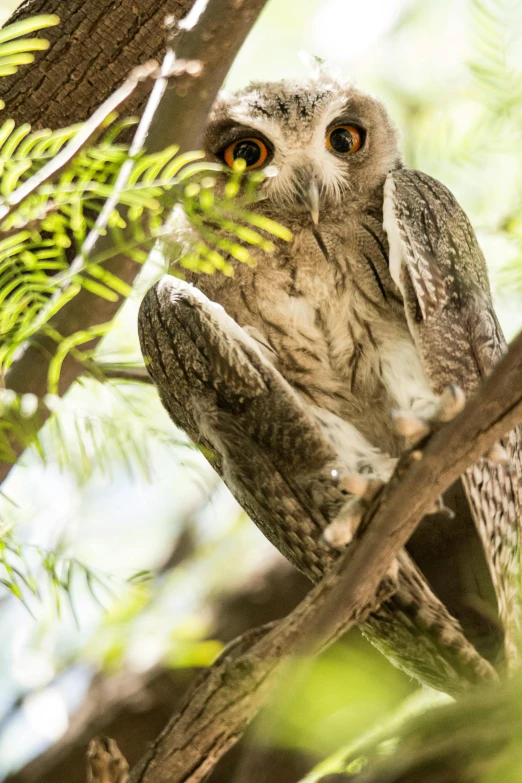 an owl is sitting in the middle of the tree