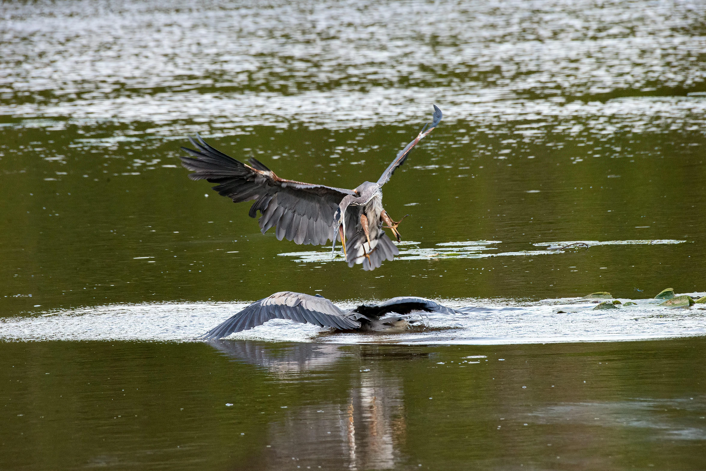 a bird is flying towards a small black duck