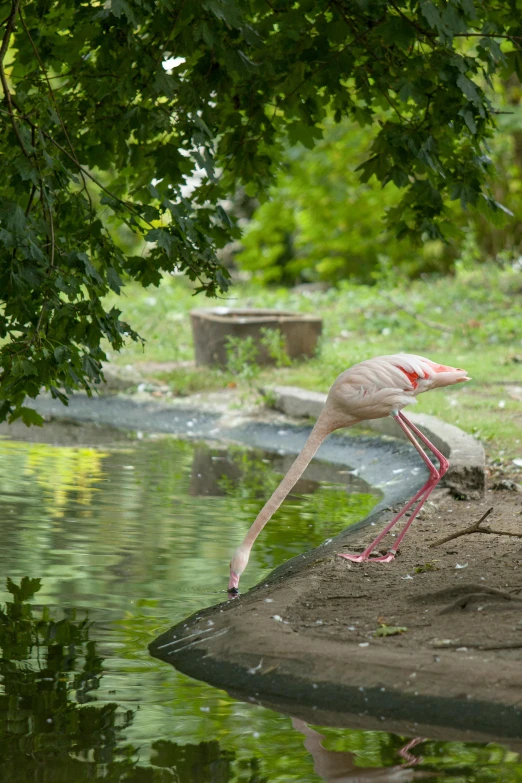 a pink flamingo standing at the edge of a lake with it's legs in the water