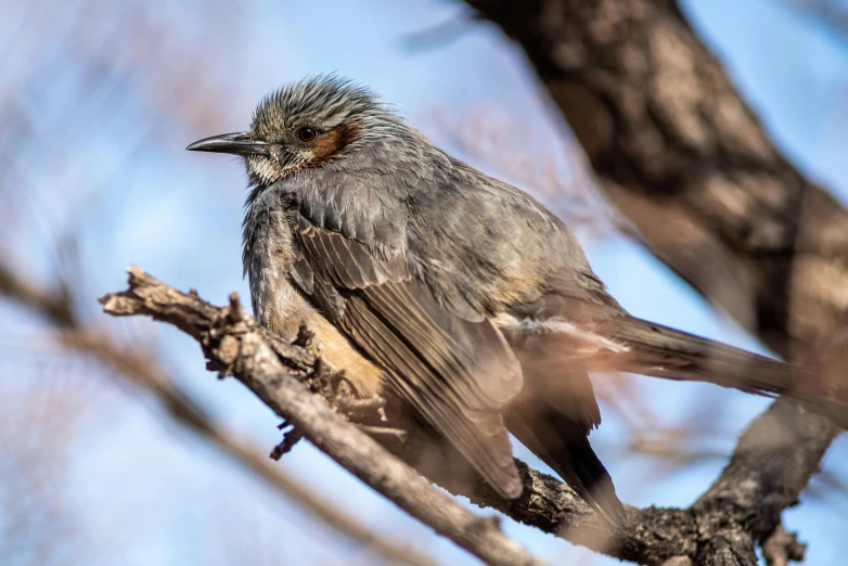 a small bird with brown feathers sitting on a nch