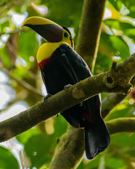 a toucan bird perched on a tree nch