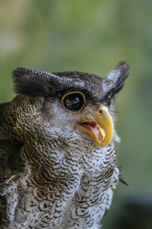 a bird with an open beak stands near a window