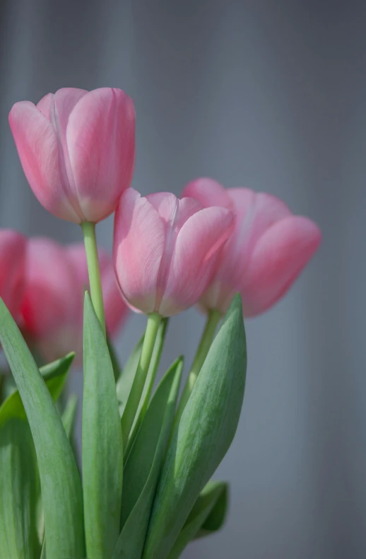 a close up view of a vase full of pink flowers