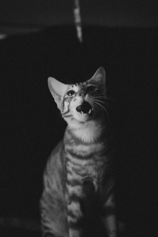 a cat with a shocked look sitting on the floor