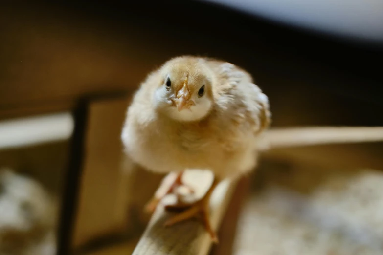 a little bird sitting on a table looking at the camera