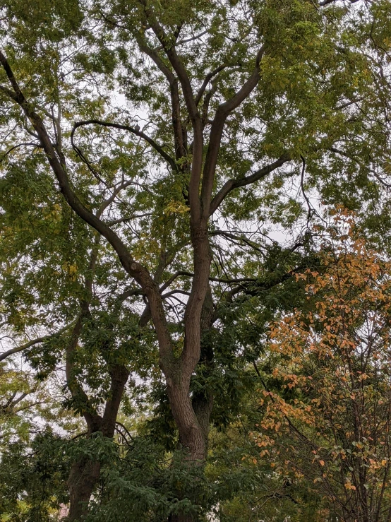 a giraffe is walking in front of some trees