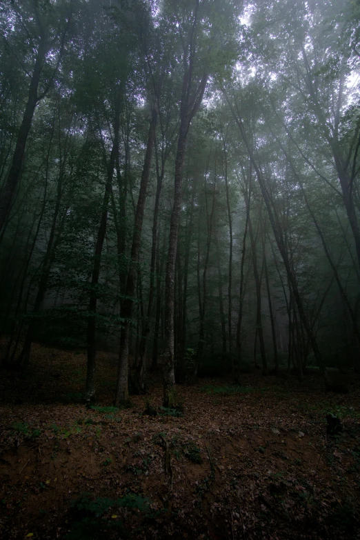 there is a small patch of trees in the woods