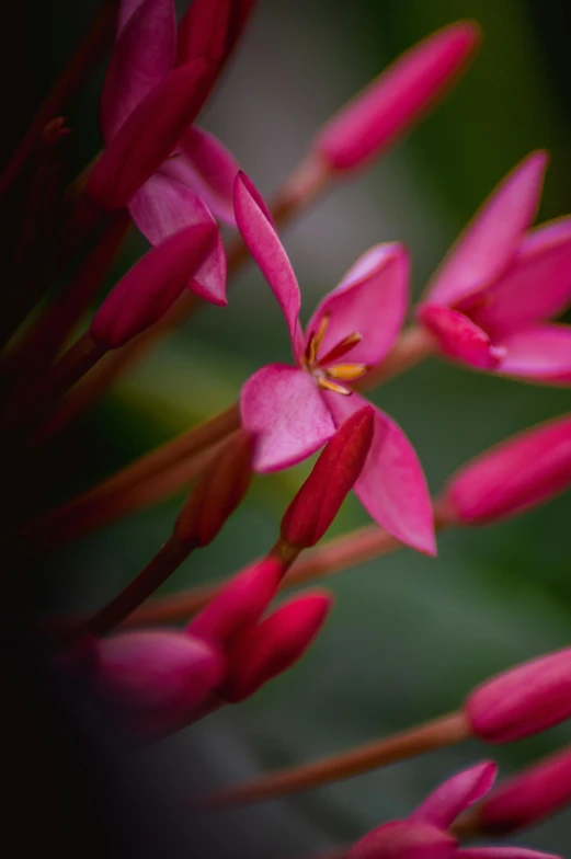 red flowers are growing in the center of the picture